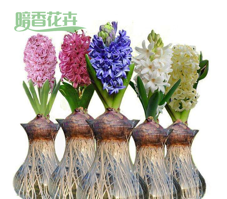 风信子 滨江组花