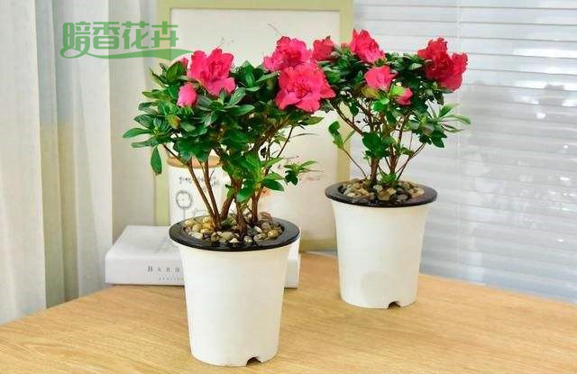西洋杜鹃 萧山租花草